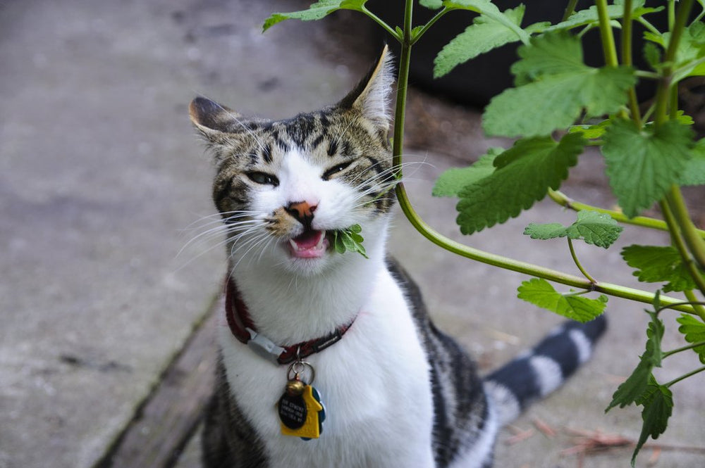 Plant combinations you need to know about