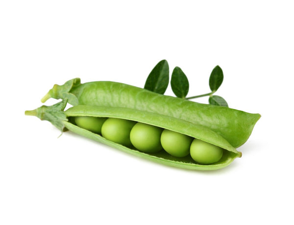 Dwarf Pea Plant Pods 3-pack