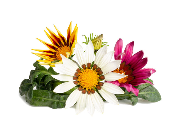 Gazania Plant Pods 3-pack