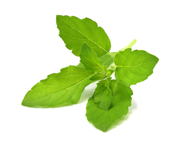 Holy Basil Plant Pods 3-pack