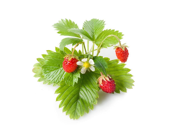 Wild Strawberry Plant Pods 3-pack