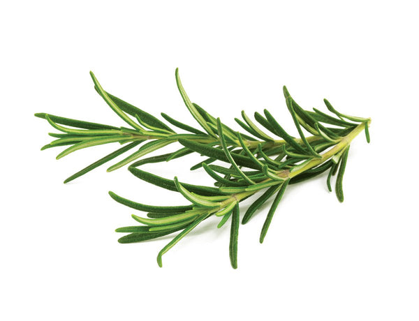 Rosemary Plant Pods