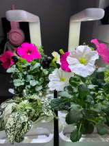 World Environment Day at Click and Grow: Green living Tips And Pics Roundup