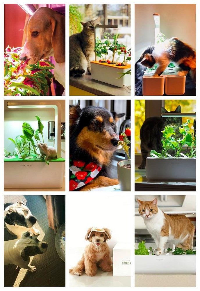 Got Pets? Here Are 10 Reasons Why They’ll Adore Click & Grow!