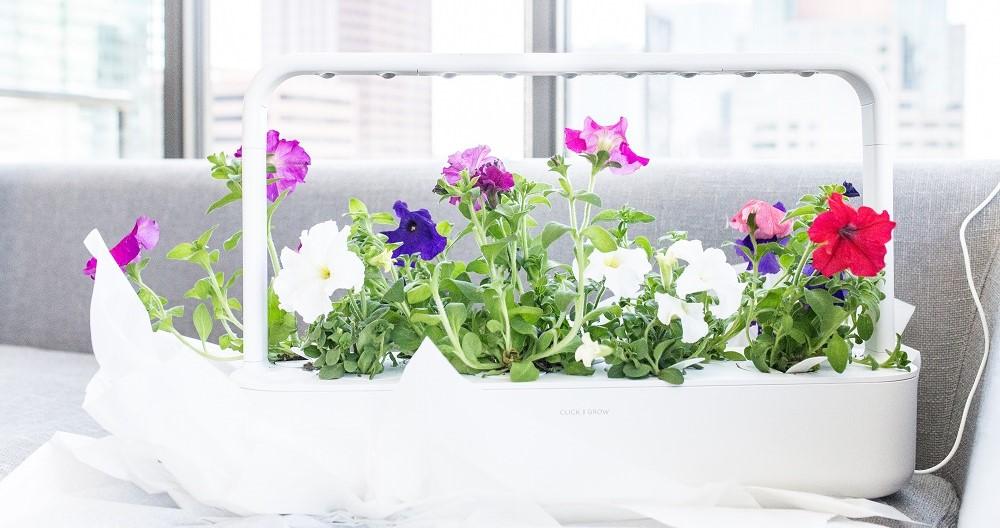 6 Stunning Home Office Plants from Click & Grow