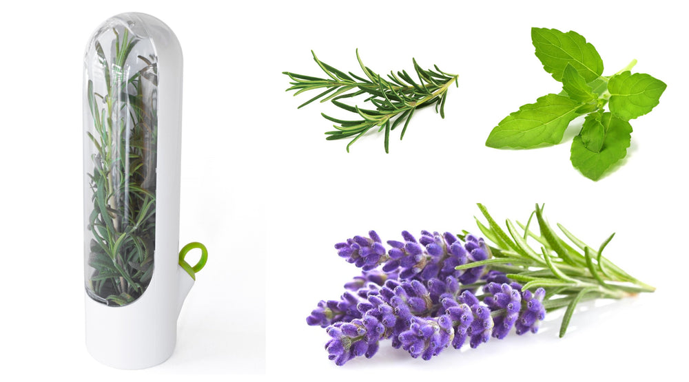 5 Easy Ways to Preserve Your Herbs