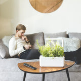 Does Room Temperature Matter When Growing Click & Grow Plants?