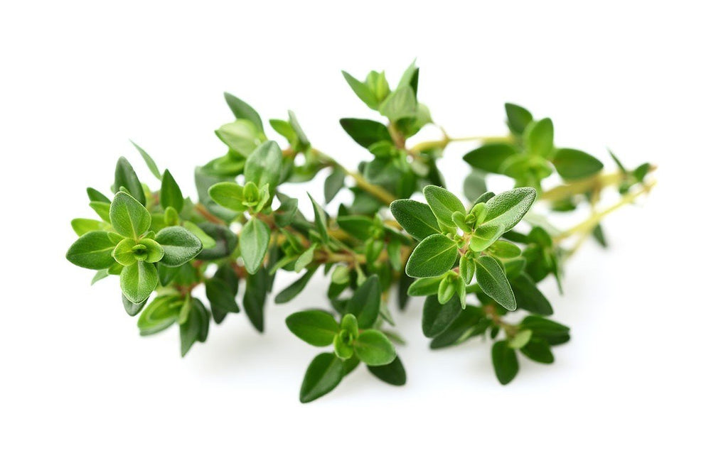 Healthy Herbs: 5 Scientific Health Benefits of Thyme