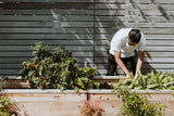 Young man tending to plants outdoors.