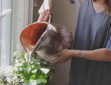 Spring Houseplant Care: 5 Tips to Help Your Plants Flourish