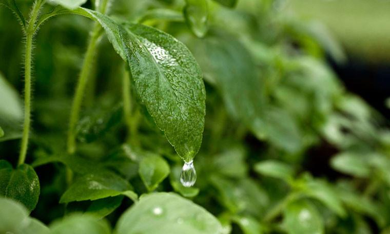 4 Uses For Fresh Stevia Leaves