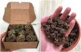 smart soil