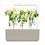 NEW PLANT LAUNCH: Yellow Chili Pepper