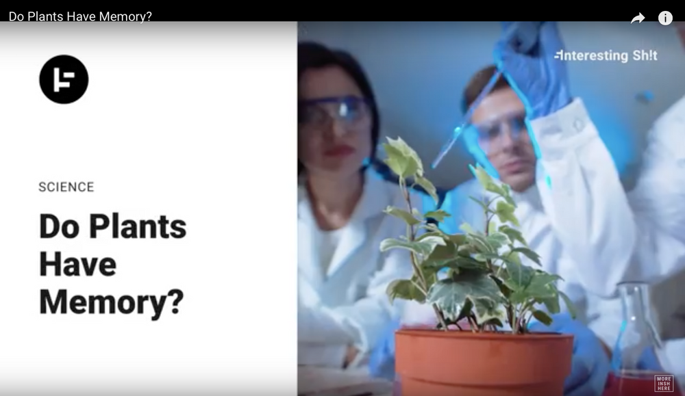 Do Plants Have Memory?