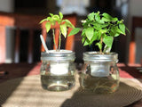 DIY Indoor Garden You Should Try Making