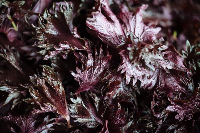 Why Grow Red Shiso In An Indoor Garden: Uses And Health Benefits