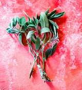 Best Food Combinations with Sage