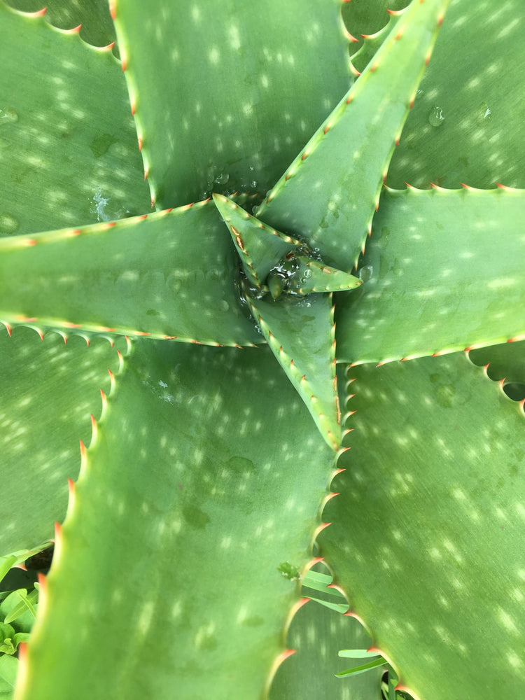 Aloe Isn't The Only House Plant That Can Help With Sunburns...