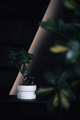 5 Trendy Low Light Houseplants That Anyone Can Grow