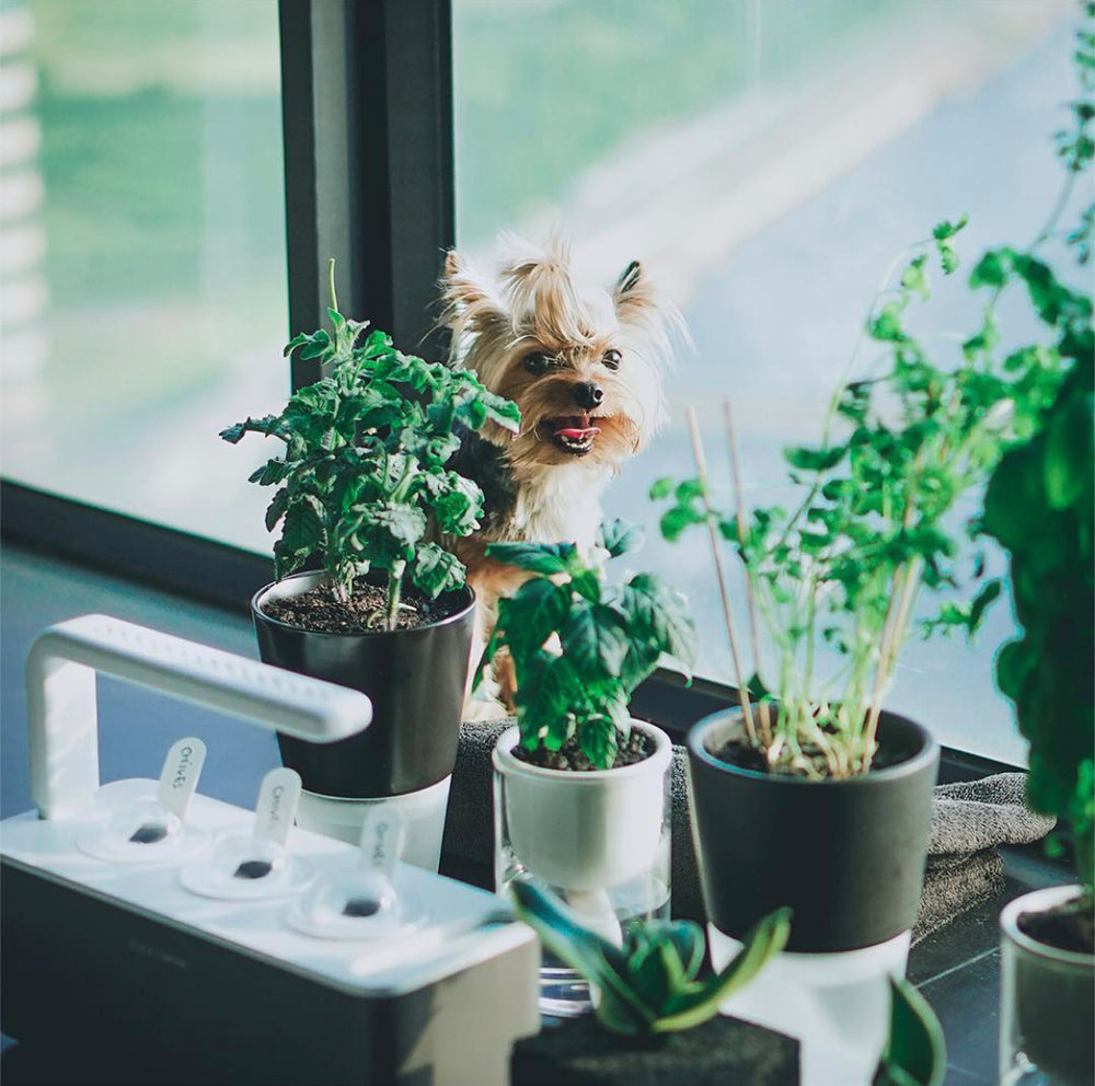6 Reasons to Get an Indoor Garden Kit for Your Pets