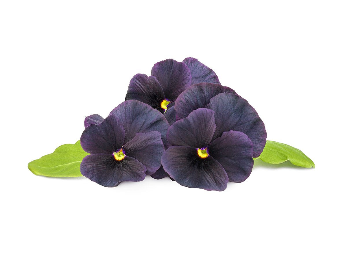 Black Pansy 30-pack / Click & Grow Indoor Herb Garden Black Pansy