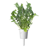 Arugula Plant Pods 9-pack / Arugula (Vesicaria sativaat) plant pod - Click & Grow indoor garden 