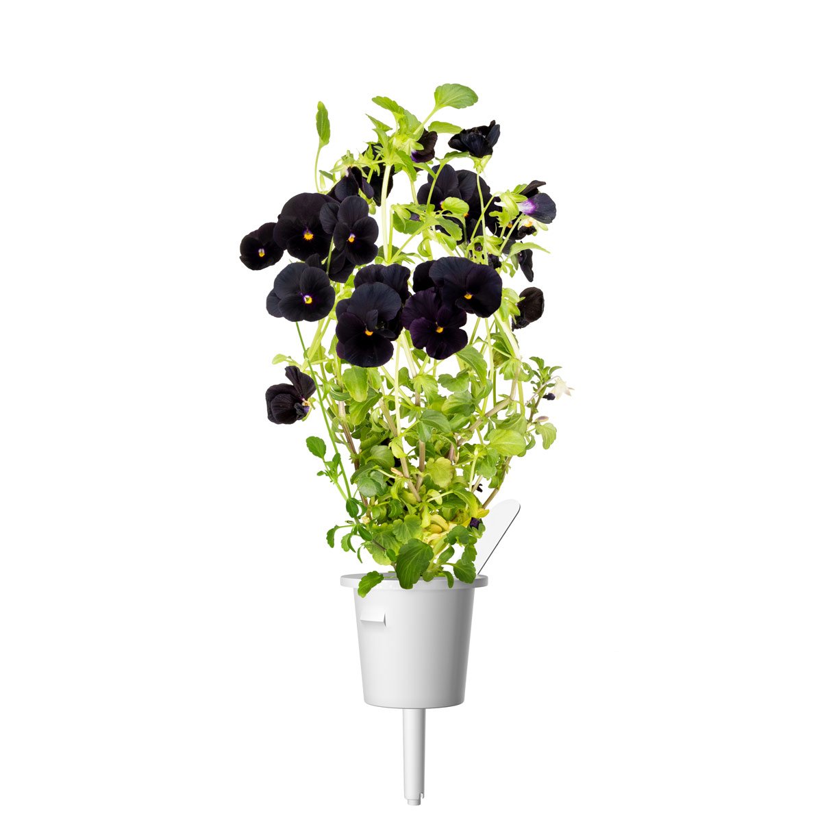 Black Pansy 30-pack / Click & Grow Indoor Herb Garden Black Pansy