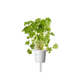 Curly Parsley Plant Pods 9-pack