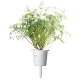 Dill (Anethum graveolens) plant pod - Click & Grow indoor garden - grow dill at home