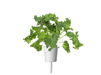 Green Kale Plant Pods 9-pack / Green Kale Plant Pods 9-pack