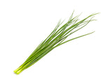Green Onion Plant Pods 3-pack