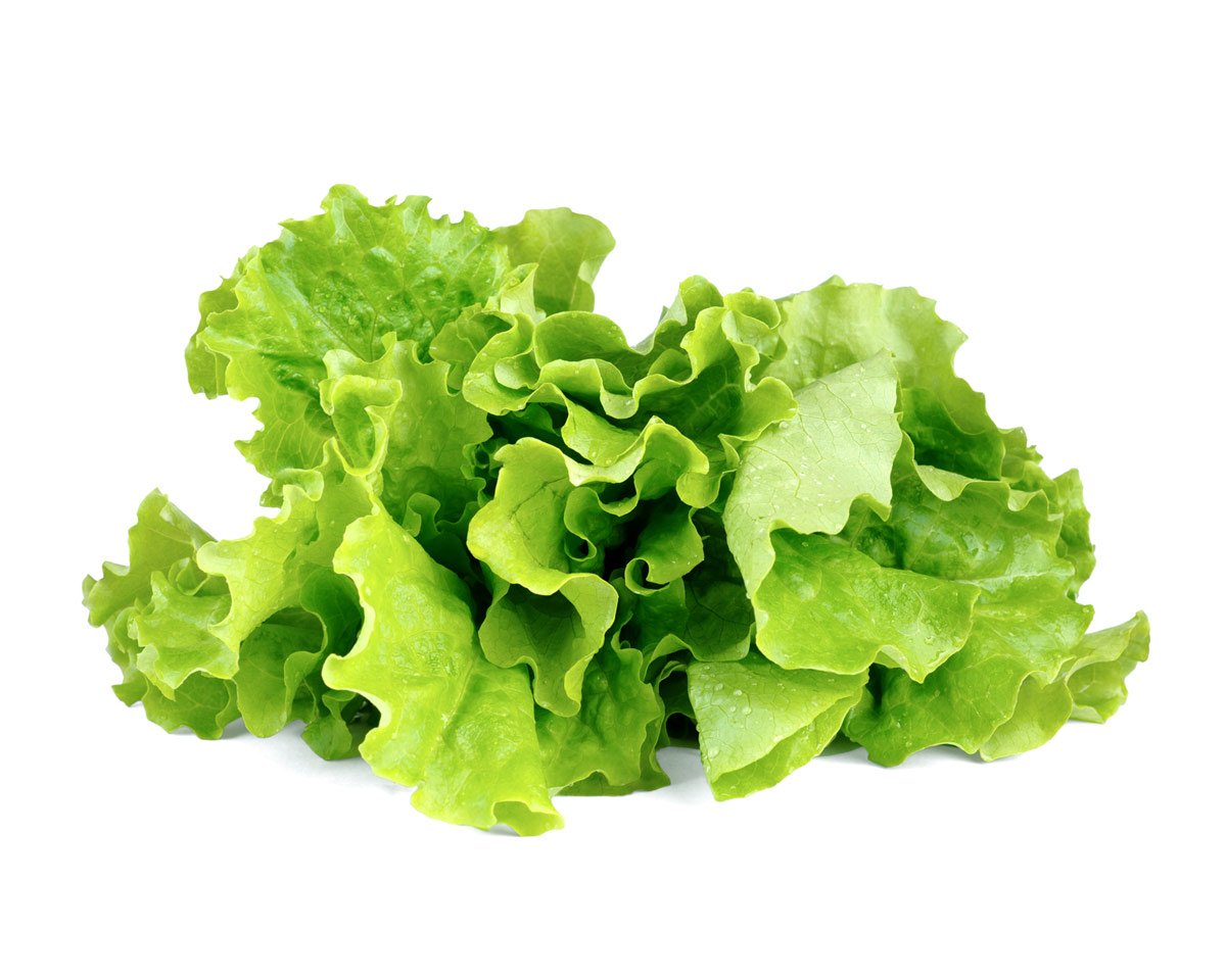 Green Lettuce Plant Pods 9-pack / Green Lettuce Plant Pods 9-pack