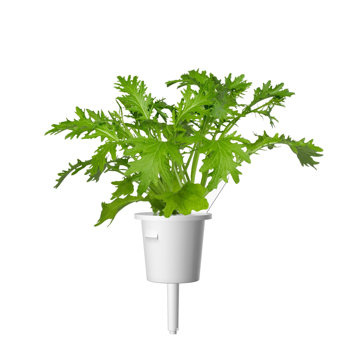 Leaf Mustard Plant Pods 9-pack / Plant pod. Start growing leaf mustard indoors. Click & Grow indoor gardens.Leaf Mustard