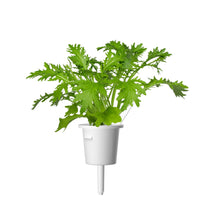 Leaf Mustard Plant Pods 9-pack / Plant pod. Start growing leaf mustard indoors. Click & Grow indoor gardens.Leaf Mustard