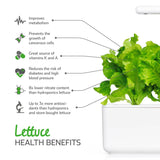 Green Lettuce Plant Pods 9-pack