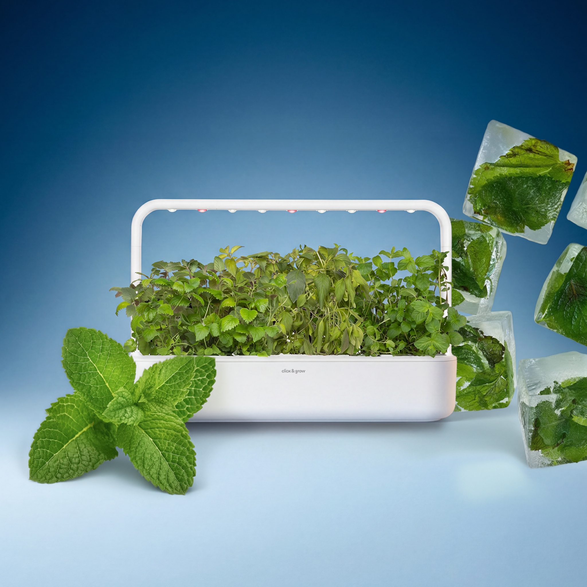 Click & Grow