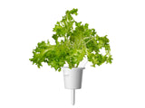 Oakleaf Lettuce Plant Pods 9-pack