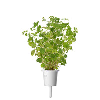 Oregano Plant Pods 9-pack / Oregano Plant Pods 9-pack