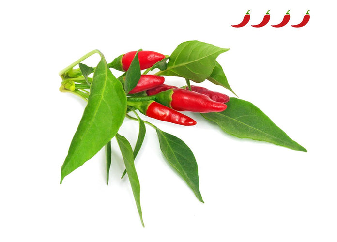 Piri Piri Chili Pepper Plant Pods 9-pack