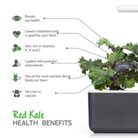 Red Kale Plant Pods 9-pack / Red Kale (Brassica oleracea) health benefits - Click & Grow indoor garden