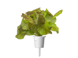 Red Lettuce Plant Pods 30-pack