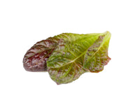 Red Romaine Lettuce Plant Pods 9-pack / Red Romaine Lettuce Plant Pods 9-pack