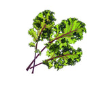 Red Kale (Brassica oleracea) capsule - Click & Grow indoor garden