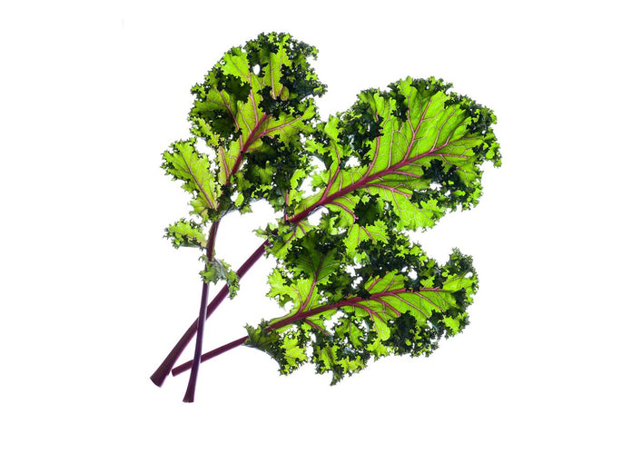 Red Kale Plant Pods 9-pack