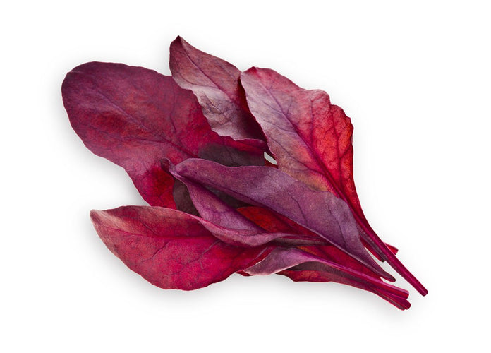 Red Chard Plant Pods 9-pack