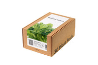 Romaine Lettuce 30-pack / Romaine Lettuce 30-pack