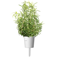 Rosemary Plant Pods 9-pack / Plant pod. Growing rosemary (Rosmarinus officinalis) using Click & Grow's indoor garden. Cooking with Rosemary and Rosemary Oil Benefits.