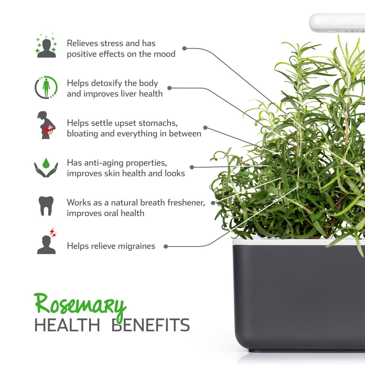 Rosemary Plant Pods 9-pack / Rosemary (Rosmarinus officinalis) - health benefits. Click & Grow.