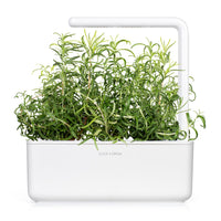 Rosemary Plant Pods 9-pack / Rosemary Plant Pods 9-pack