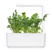 Arugula Plant Pods 9-pack / Aragula refill for planting and growing aragula (Vesicaria sativaat). Click & Grow indoor garden.